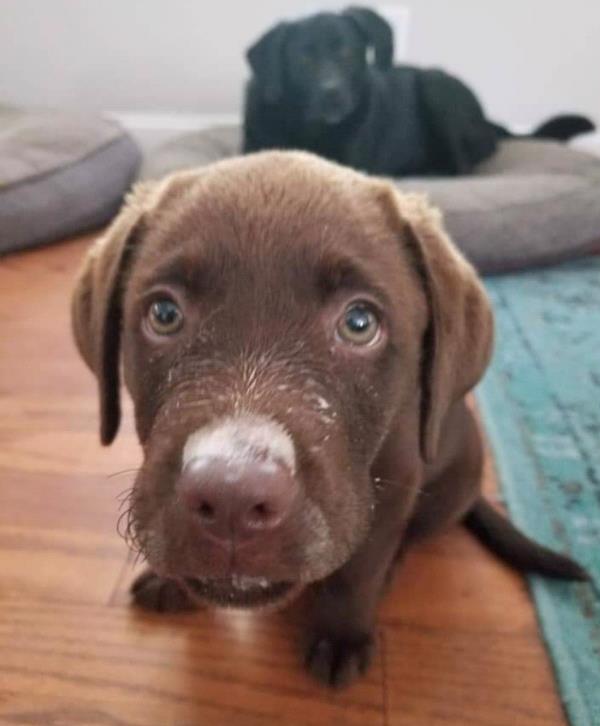 /images/uploads/juneau animal rescue/alaskapets2020/entries/14966thumb.jpg